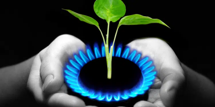 main avec du gaz et une plante à l'intérieur