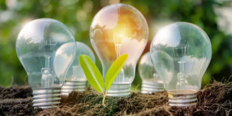 lampes dans la terre avec une plante