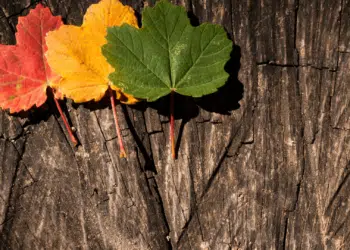 Transition énergétique