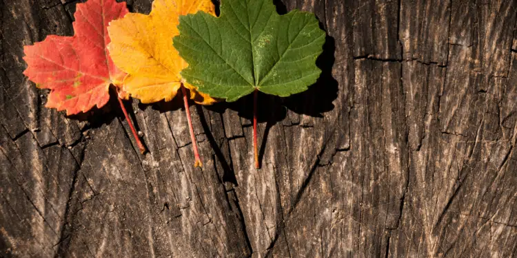 Transition énergétique